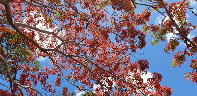 arbre en fleurs