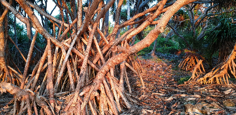 Racines d’arbres entrelacées dans un paysage naturel